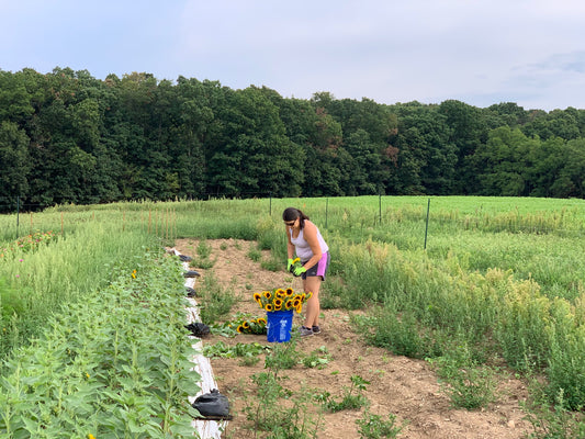 Janna Bastian harvesting sunflowers at Hickory View Farms.