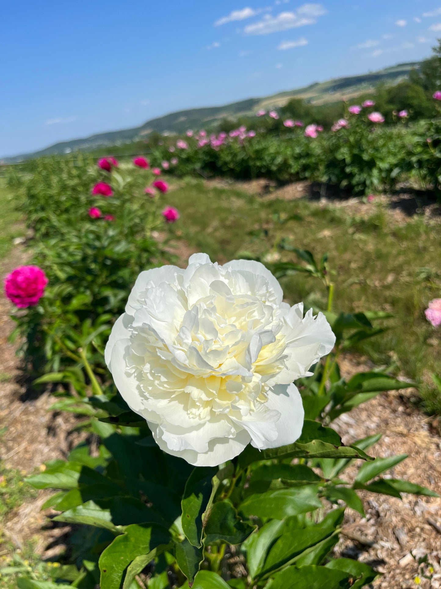 Peony - White