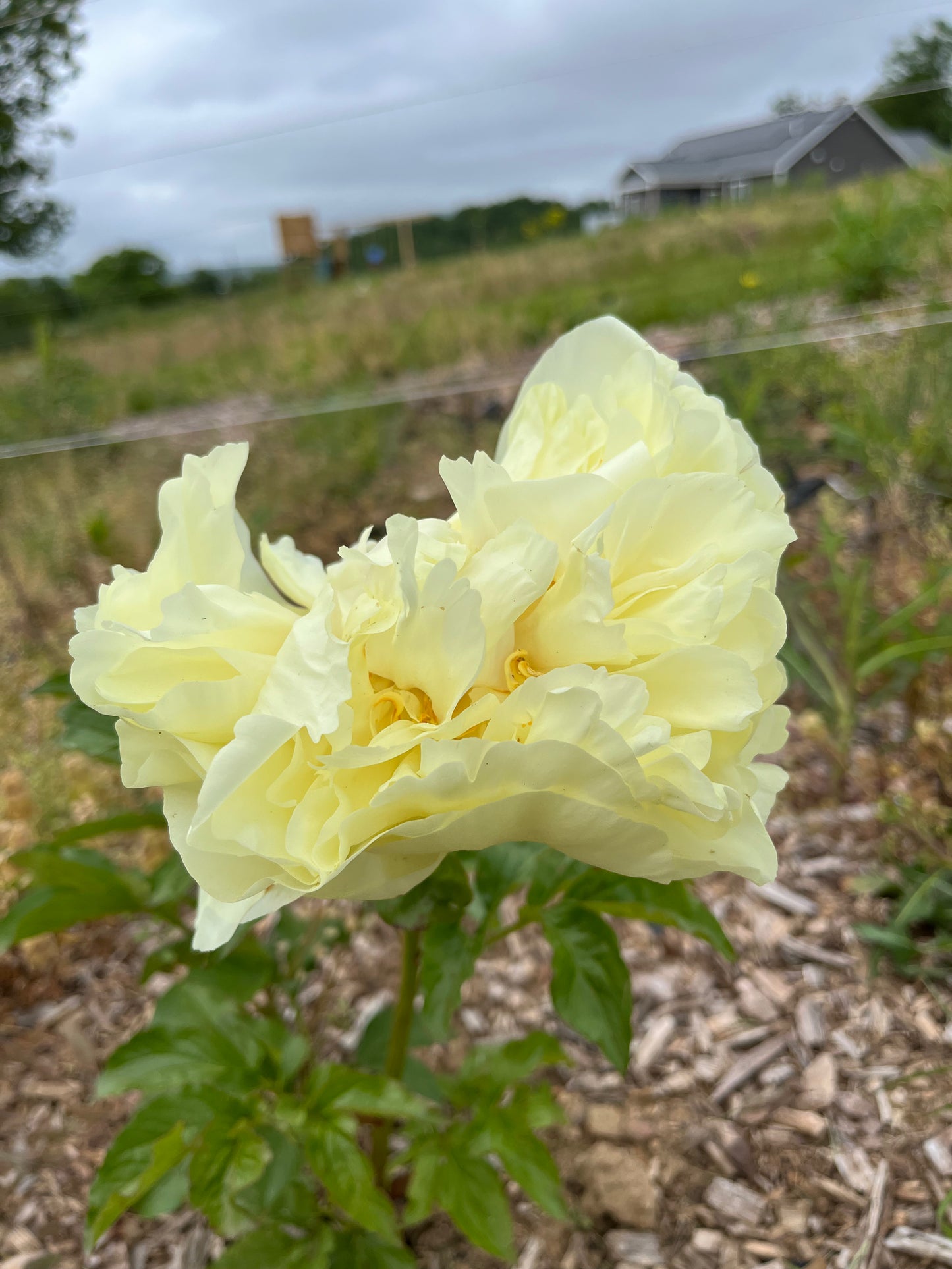 Peony - Yellow - Hickory View Farms, LLC