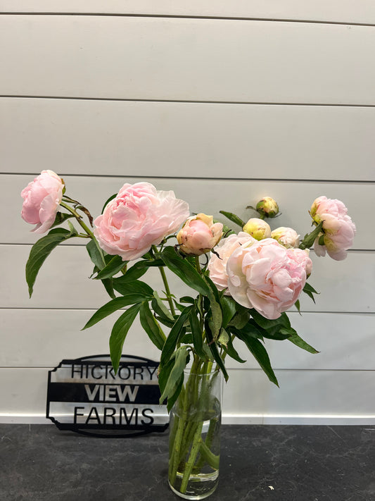 Peony - Blush