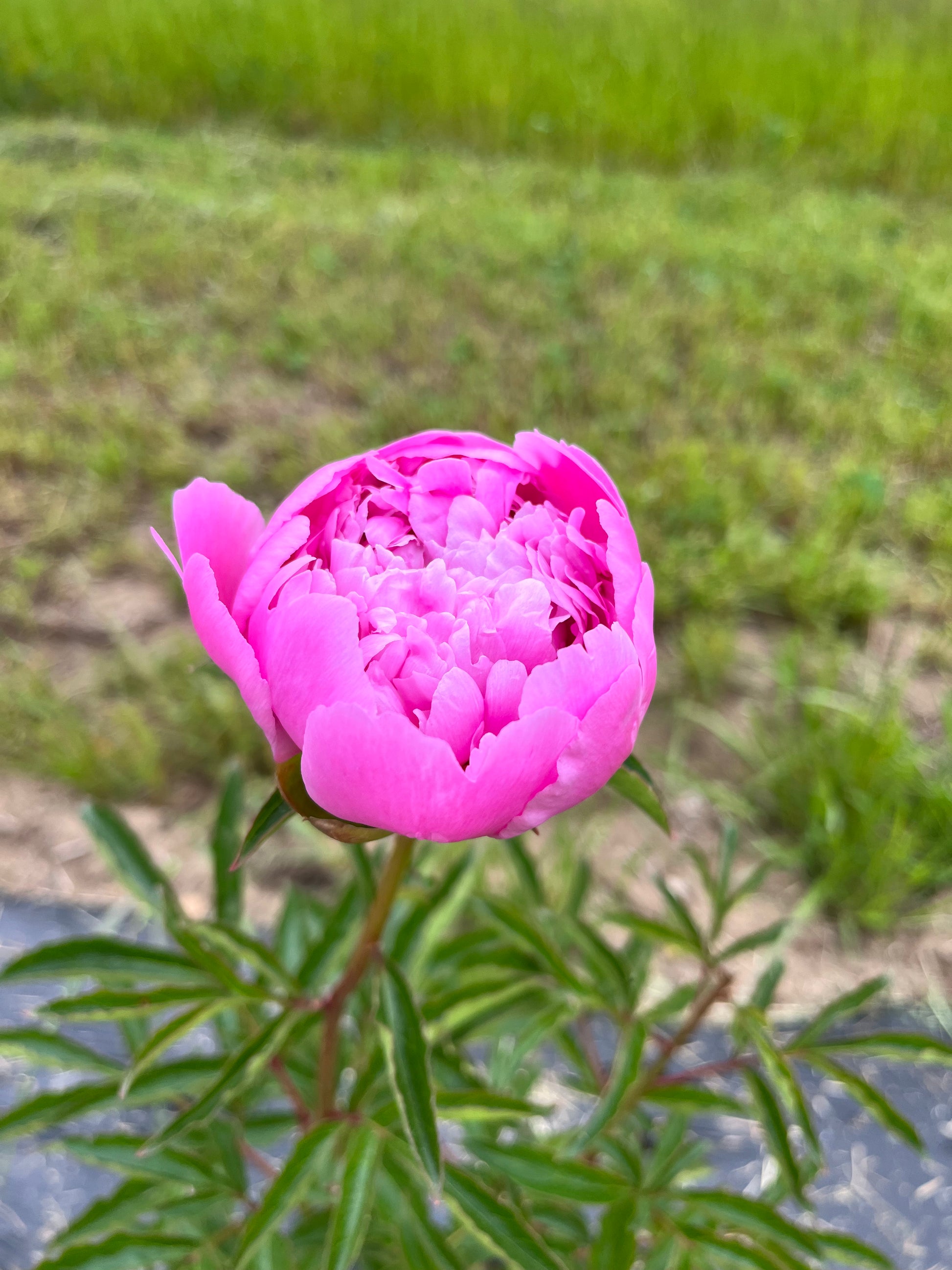 Peony - Pink - Hickory View Farms, LLC