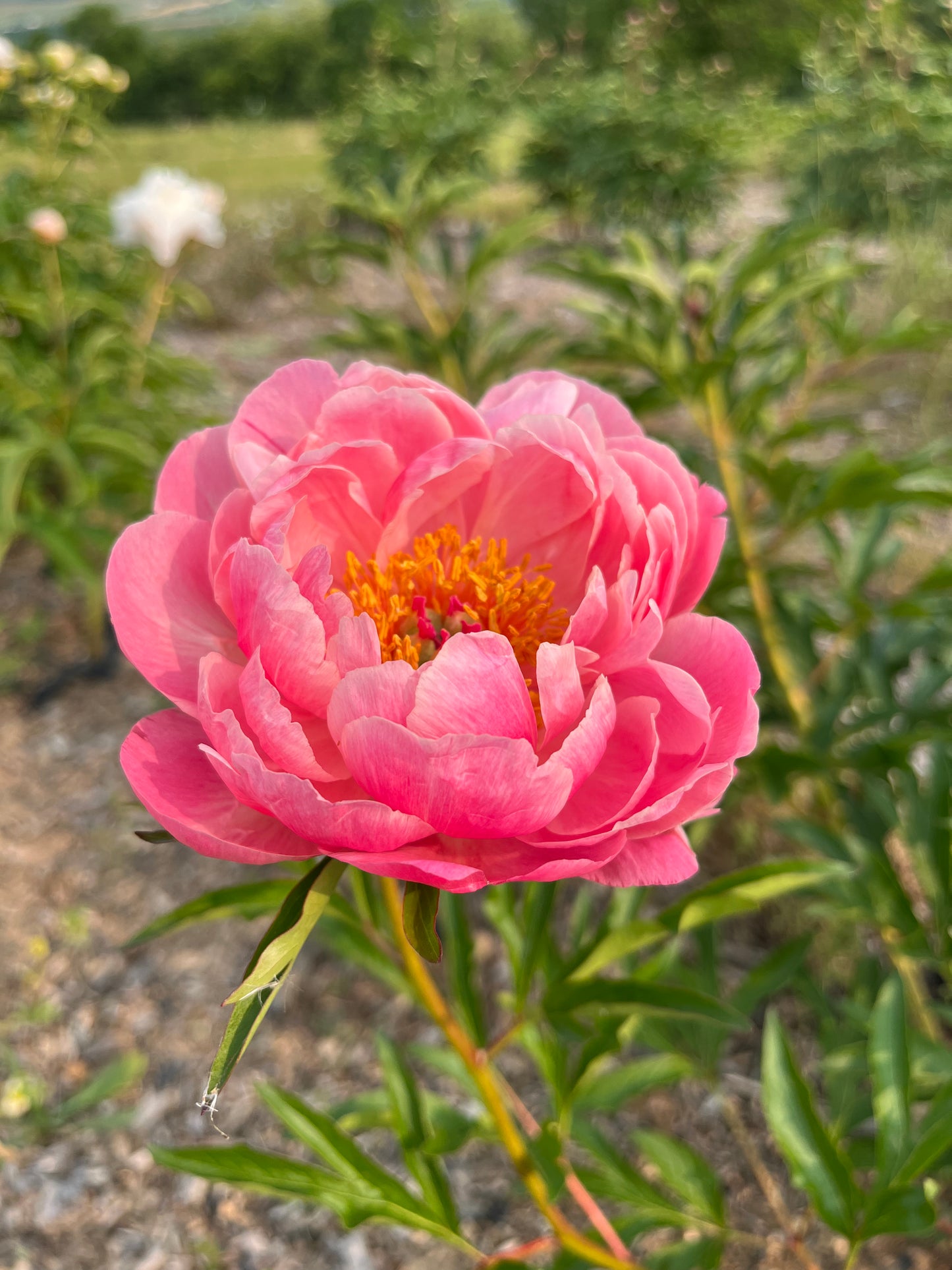 Peony - Coral - Hickory View Farms, LLC