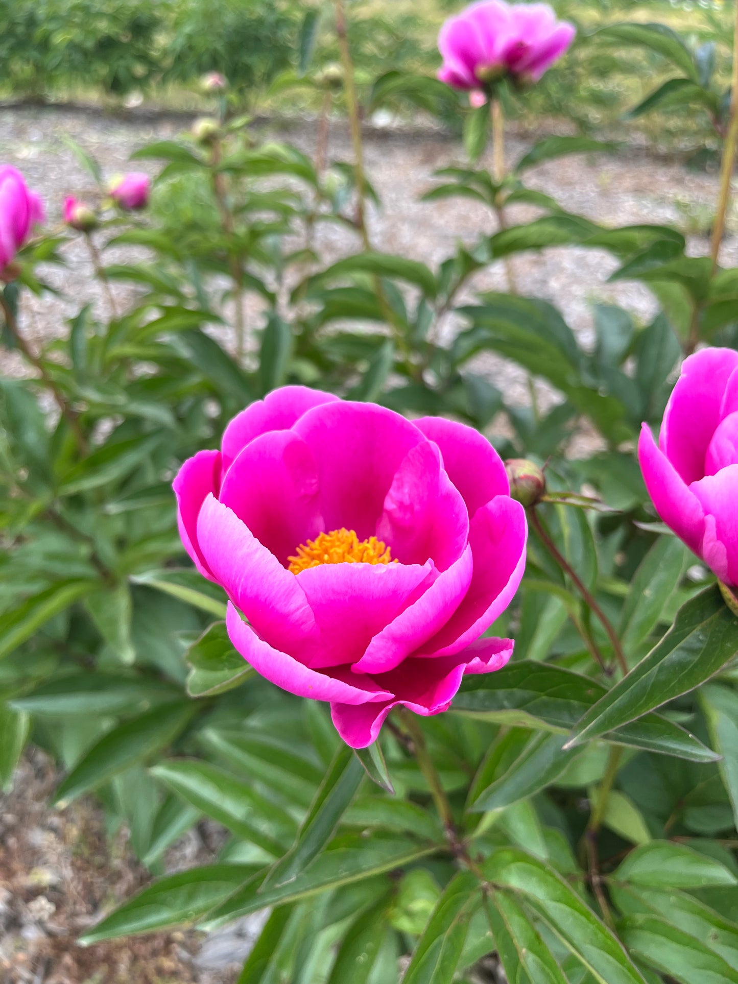Peony - Pink - Hickory View Farms, LLC