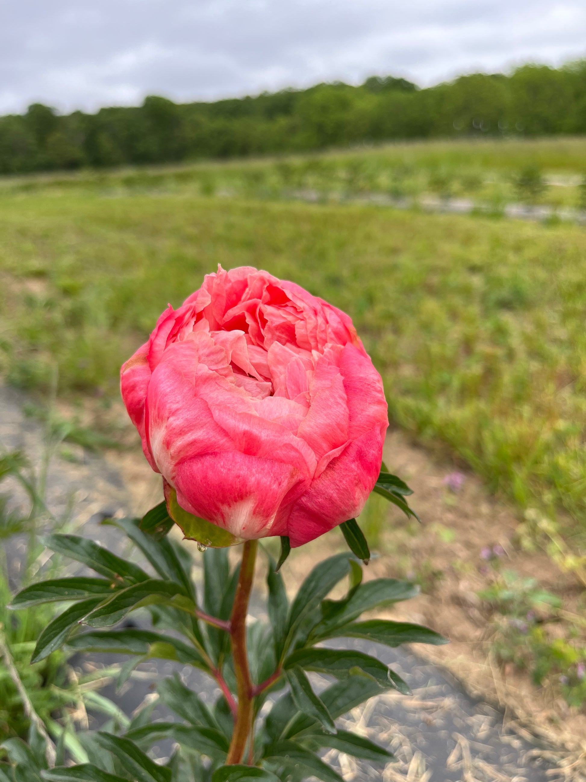 Peony - Coral - Hickory View Farms, LLC