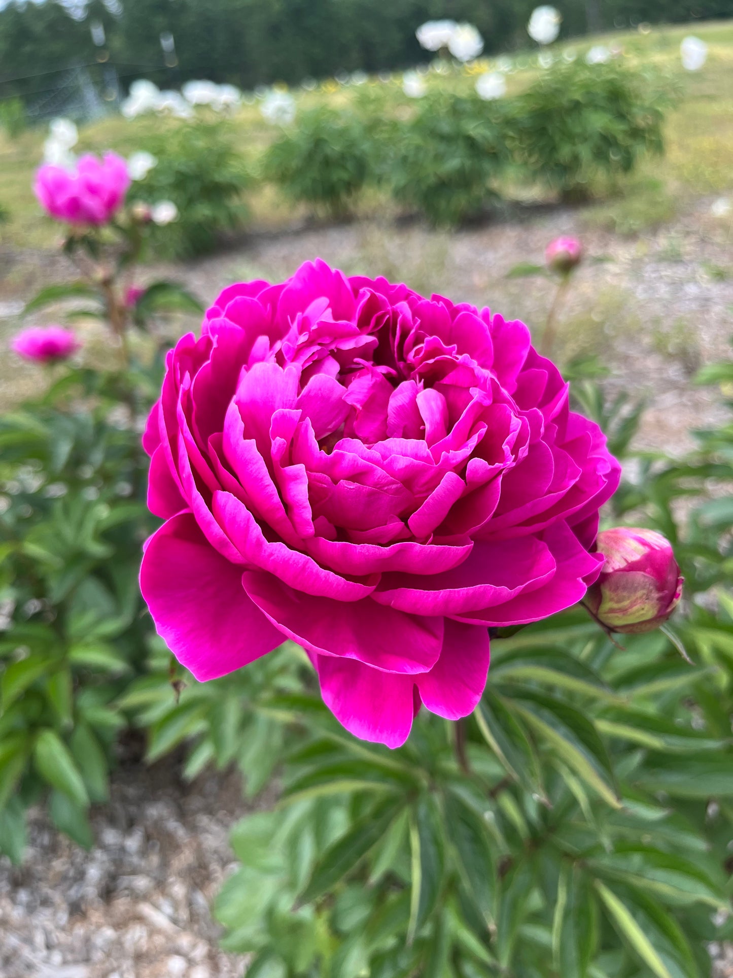 Peony - Pink - Hickory View Farms, LLC