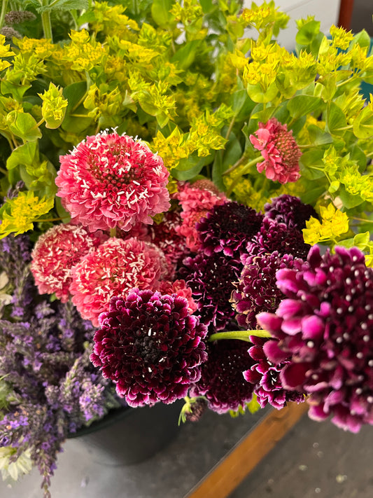 Scabiosa Bunch - Hickory View Farms, LLC