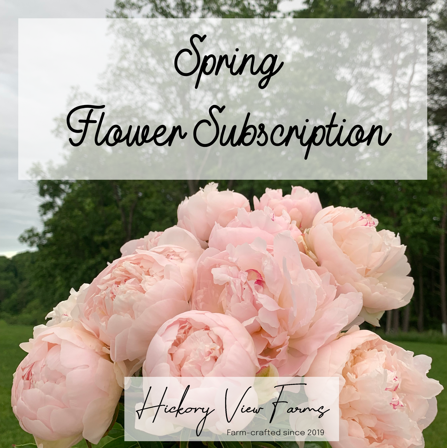 Spring Flower Subscription with Pink Peonies