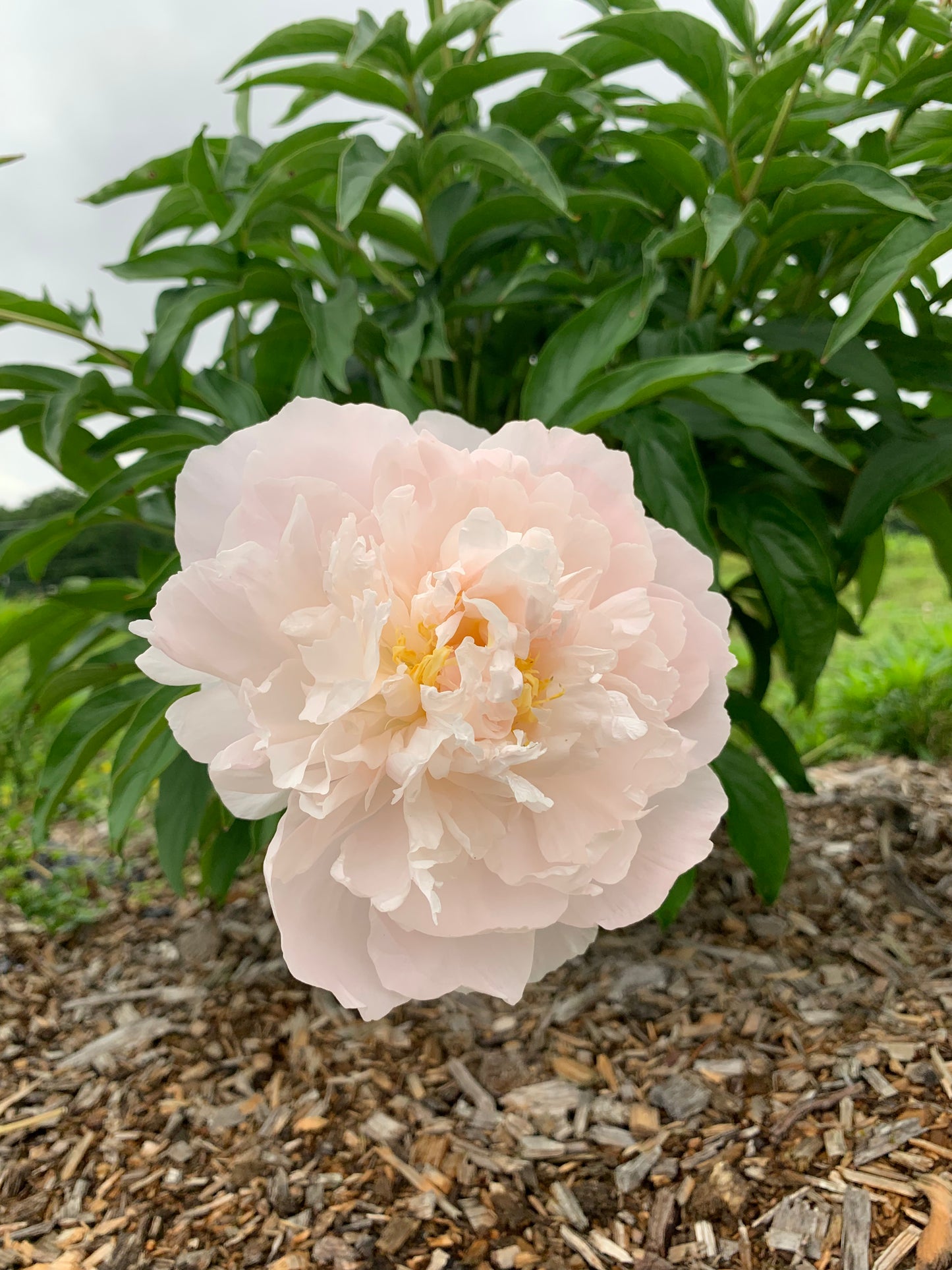 My Love Peony Bunch - Hickory View Farms, LLC