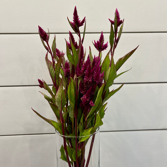 Celosia Spicata Celway Bunch - Hickory View Farms, LLC