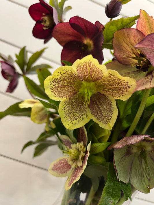 Hellebores Bunch - Hickory View Farms, LLC