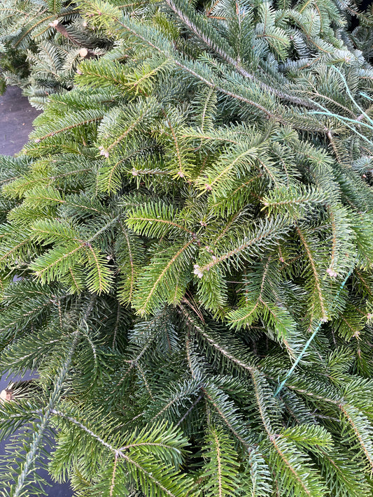 Evergreen Branches - Hickory View Farms, LLC
