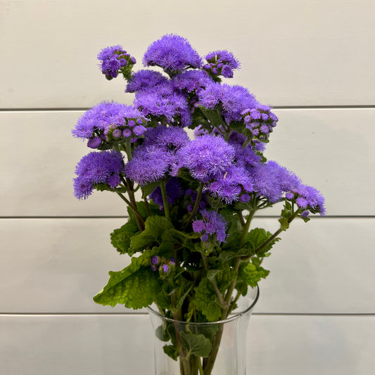 Ageratum Bunch - Hickory View Farms, LLC