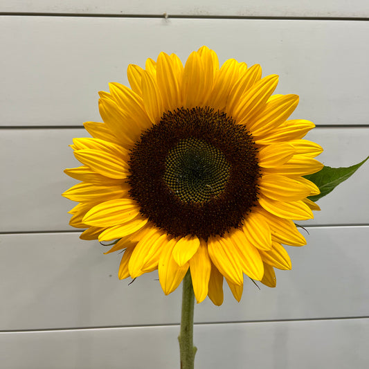 Sunflowers - Hickory View Farms, LLC