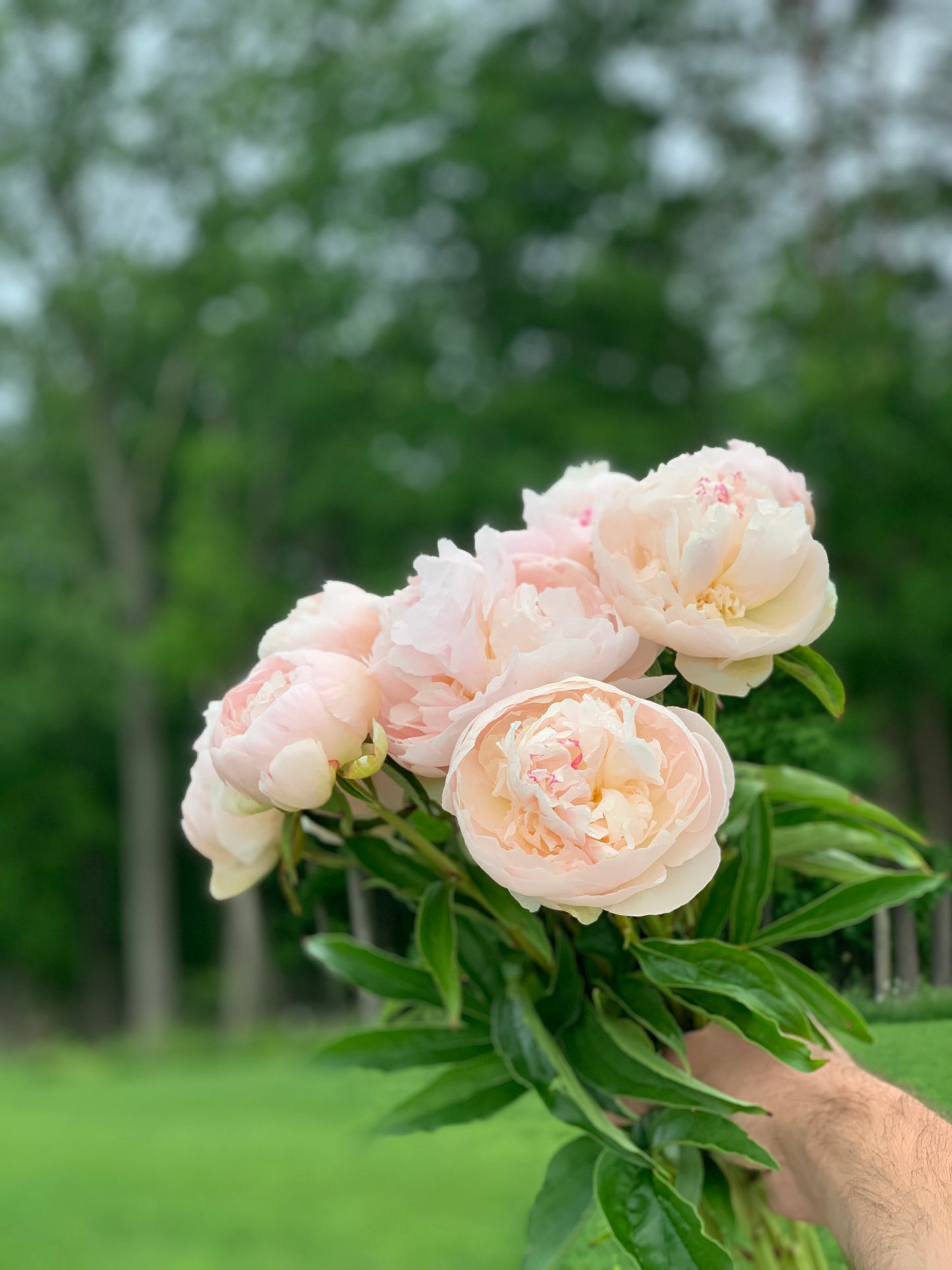 My Love Peony Bunch - Hickory View Farms, LLC