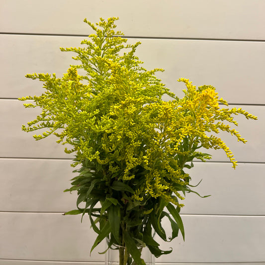 Solidago Bunch - Hickory View Farms, LLC