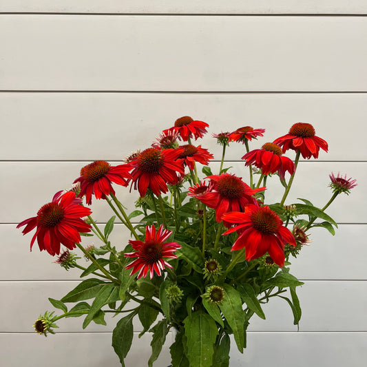 Echinacea Bunch - Hickory View Farms, LLC